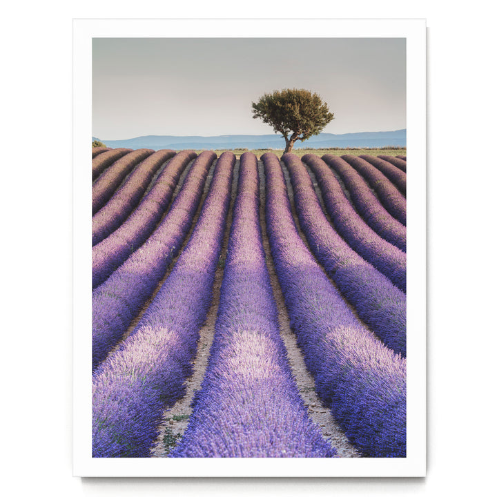 A field of lavender flowers stretches out, with a lone tree standing in the distance against a hazy blue sky.
