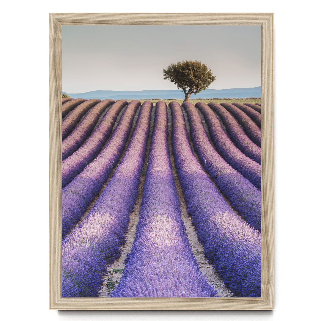 A field of lavender flowers stretches out towards a solitary tree in the distance, with a clear blue sky above.