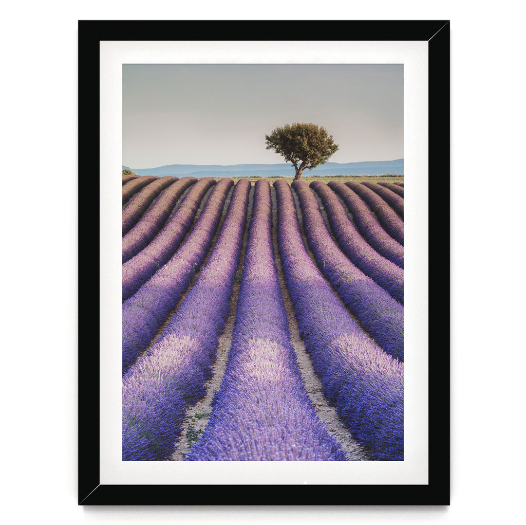 A framed photograph depicting a field of lavender flowers with a lone tree in the distance.