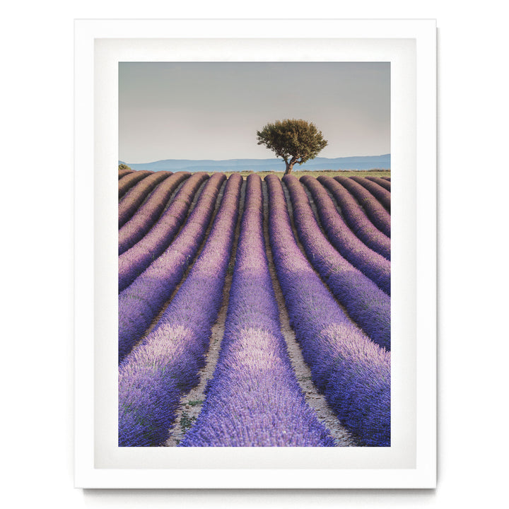 A field of lavender flowers stretches out towards a solitary tree in the distance, with a hazy blue sky above.