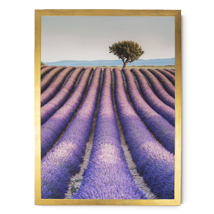 A field of lavender flowers stretches out towards a solitary tree in the distance, with a clear blue sky above.