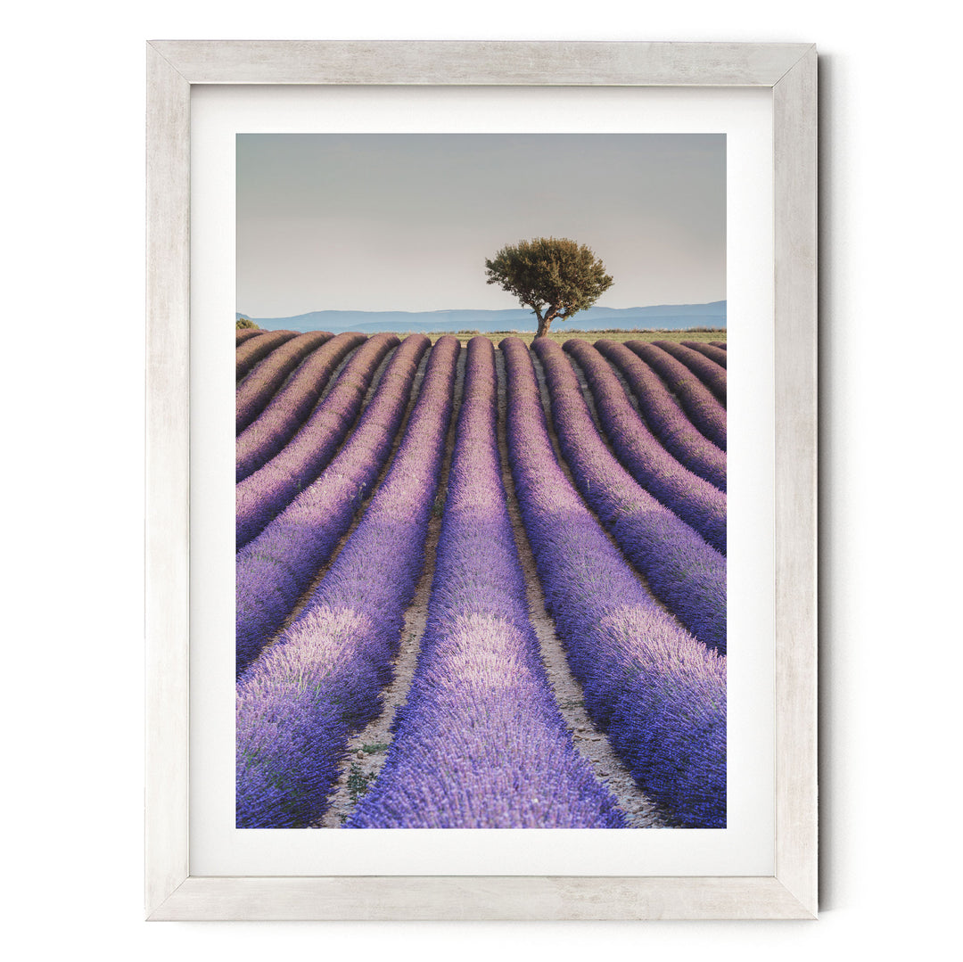A framed photograph depicting a field of lavender flowers with a lone tree in the distance.