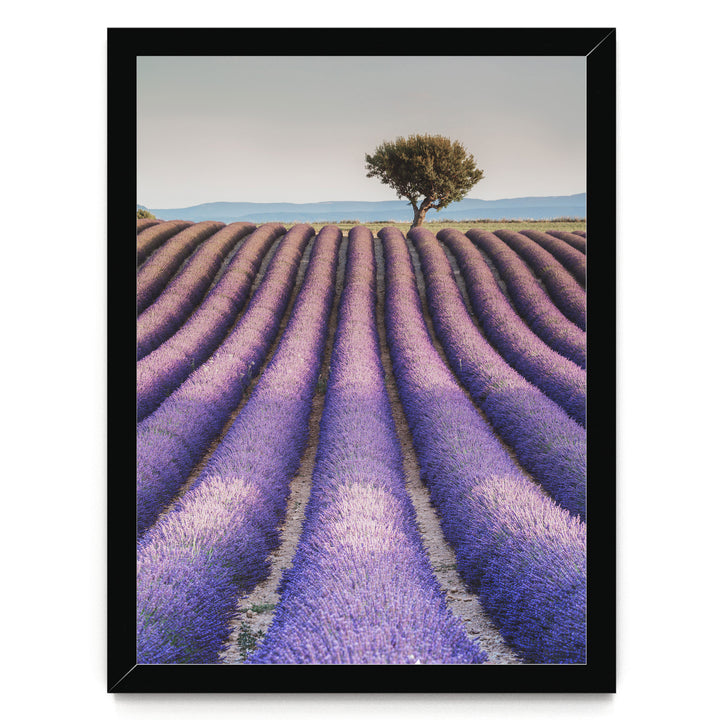 A field of lavender flowers stretches out towards a solitary tree in the distance, with a clear blue sky above.