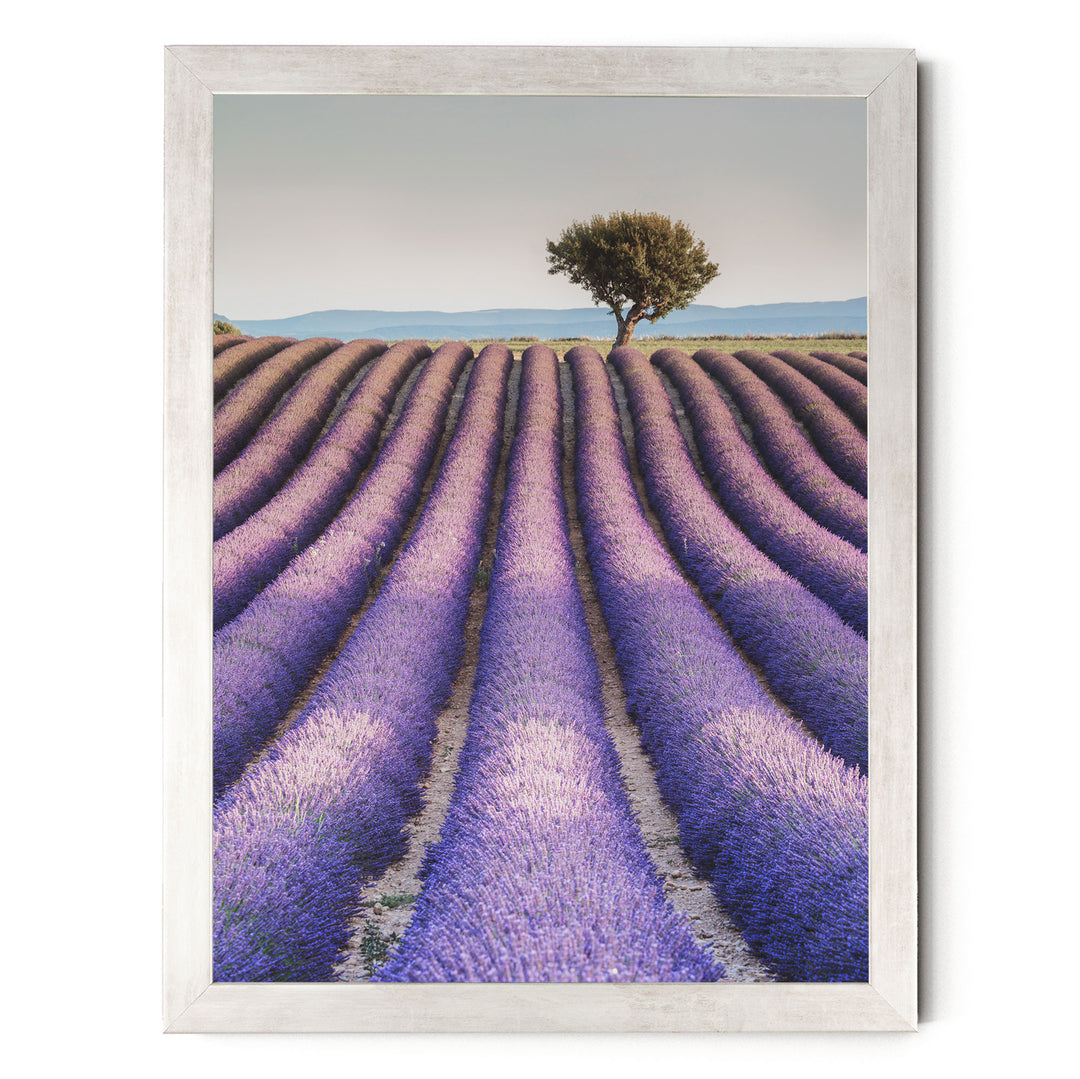 A field of lavender flowers stretches out towards a solitary tree in the distance, with a clear blue sky above.