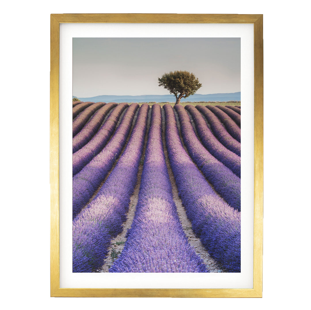 A field of lavender flowers stretches out in a picturesque landscape, with a solitary tree standing in the distance.