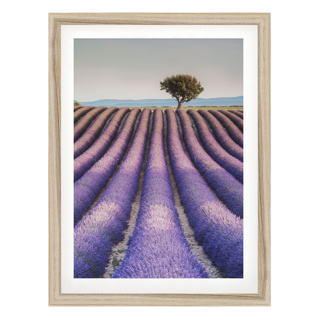 A framed photograph depicting a field of lavender flowers with a lone tree in the distance.