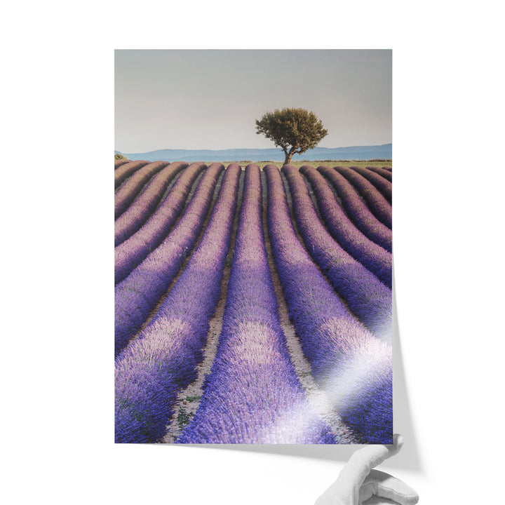Lavender, Provence II