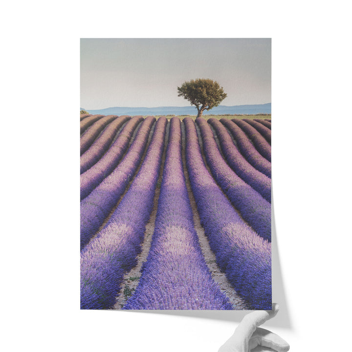 Lavender, Provence II