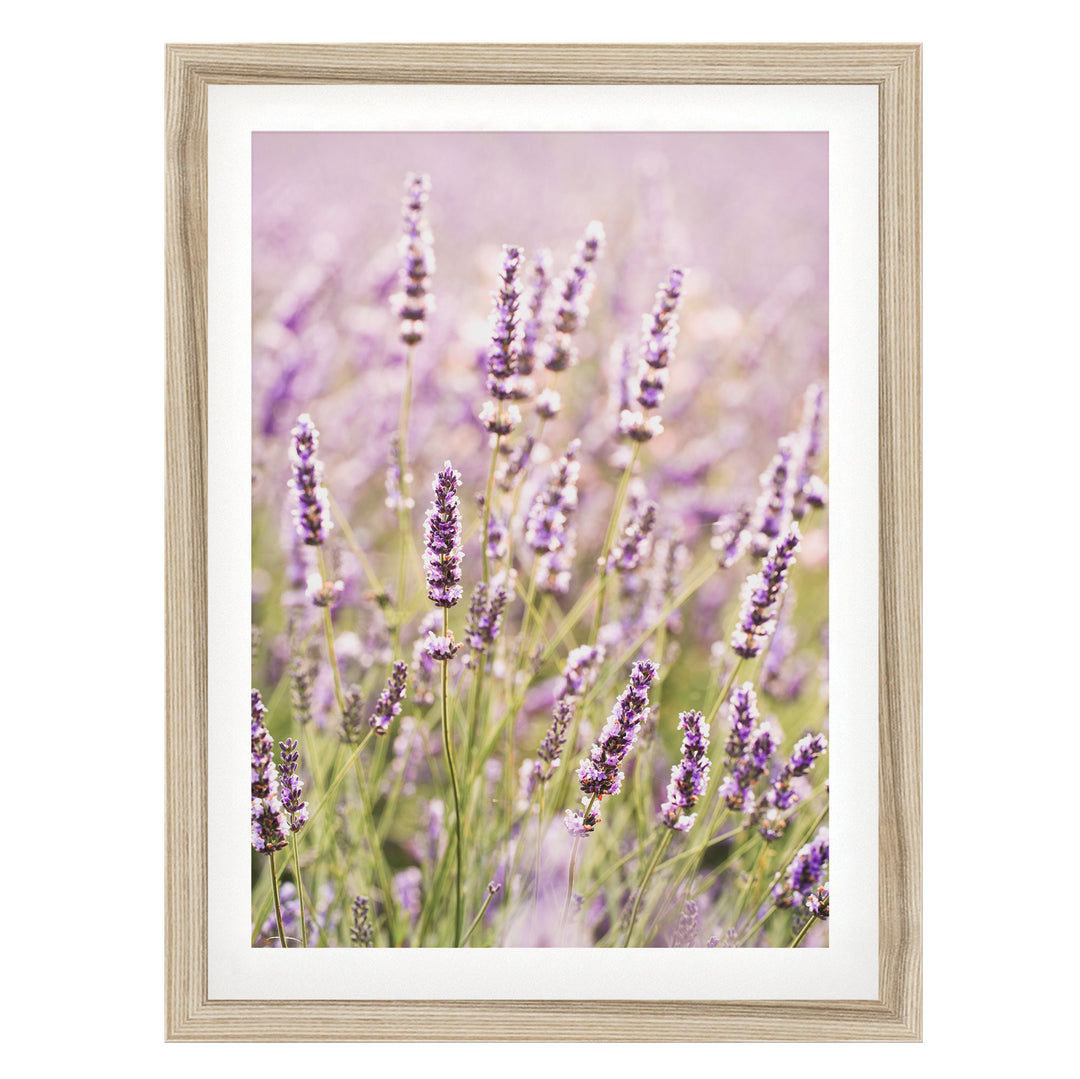 A field of lavender flowers in full bloom, with their delicate purple petals and green stems visible against a soft, blurred background.