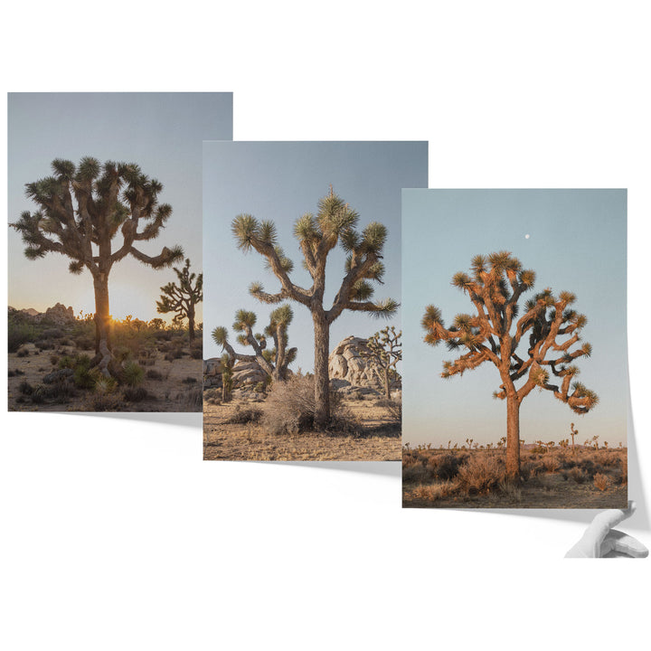 three pictures of a tree in the desert