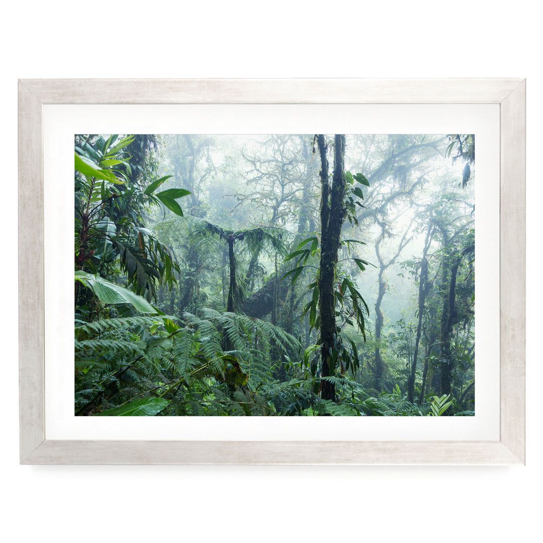 a dense, lush forest with a thick canopy of green foliage and towering trees.