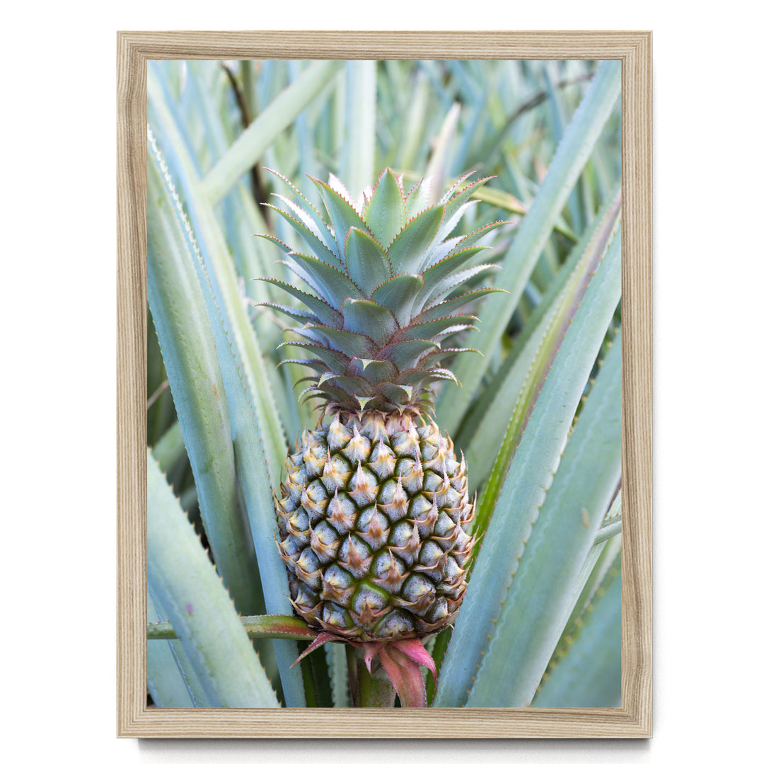 A pineapple plant with a large, vibrant green pineapple growing among the leaves.