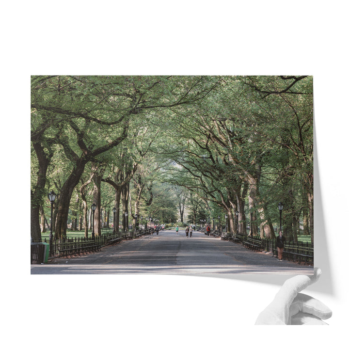 A tree-lined street with people walking along it, creating a serene and inviting atmosphere.