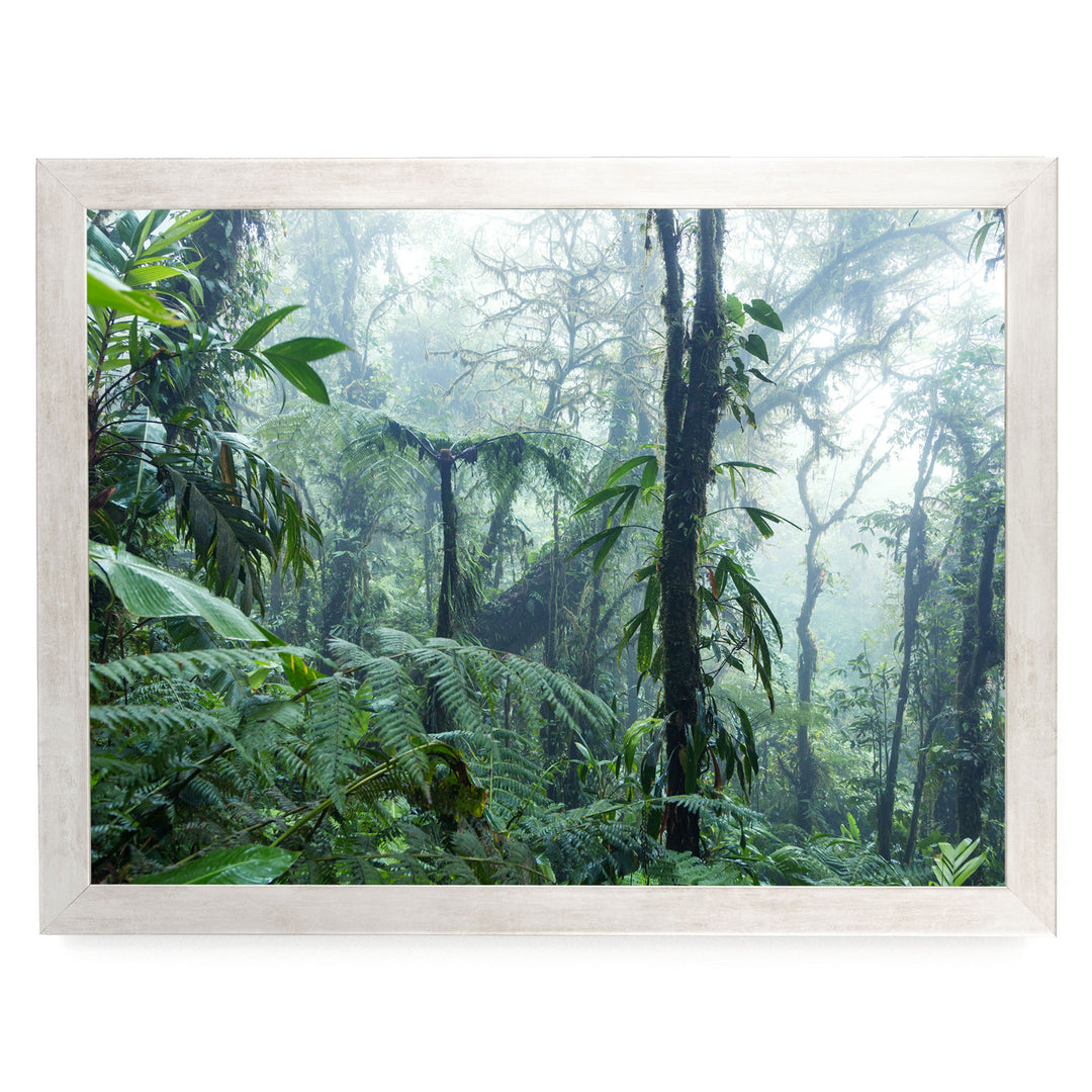 a dense, lush forest with a variety of green foliage, including ferns and other plants, creating a serene and tranquil atmosphere.