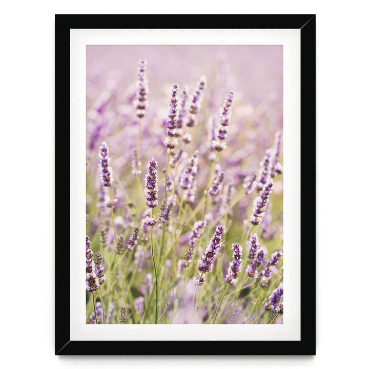 A field of lavender flowers in full bloom, with their delicate purple and white petals creating a beautiful and serene landscape.