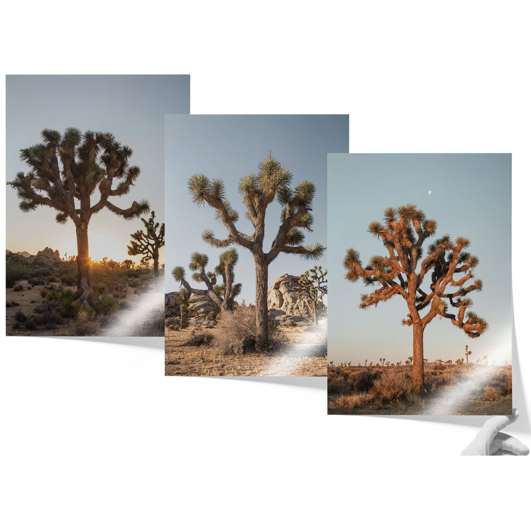 a series of three photographs of a joshua tree