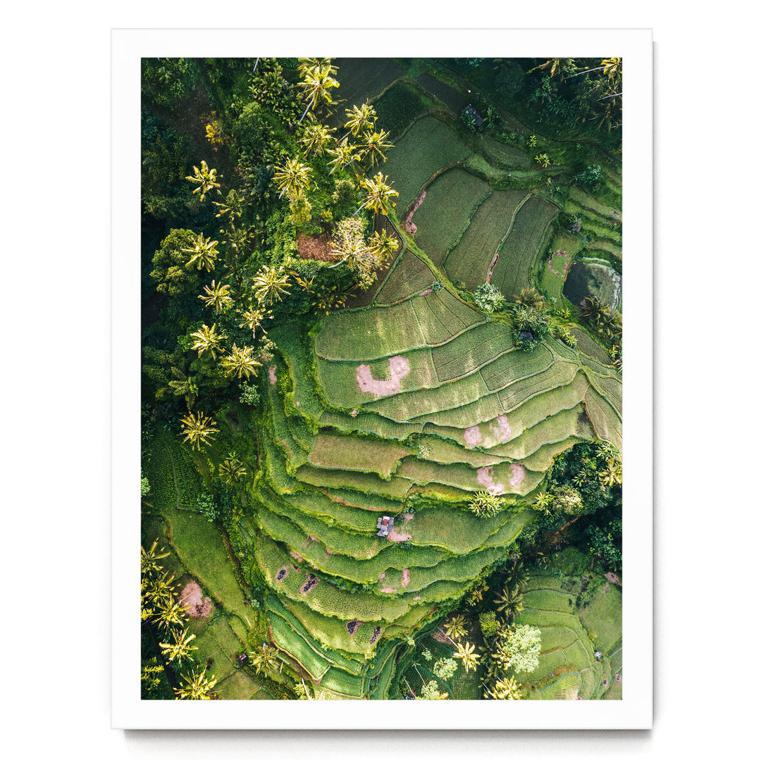 An aerial view of a lush, green landscape with terraced fields, palm trees, and other vegetation.