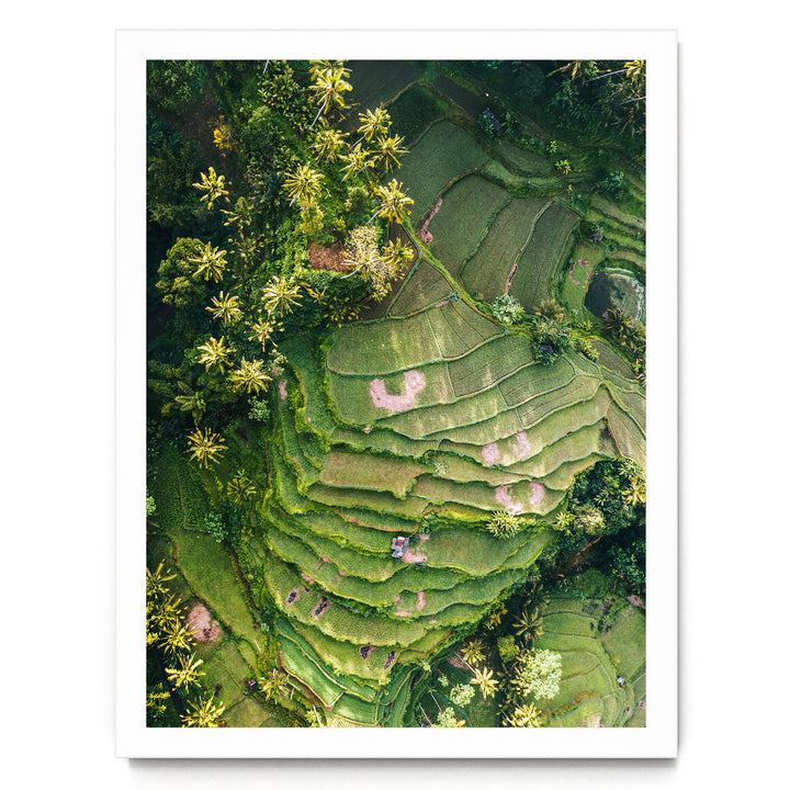 An aerial view of a lush, green landscape with terraced fields, palm trees, and other vegetation.