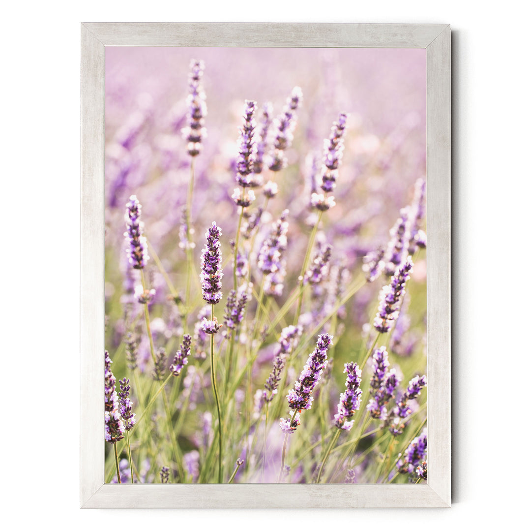 A field of lavender flowers in full bloom, with their delicate purple petals and green stems visible against a soft, blurred background.