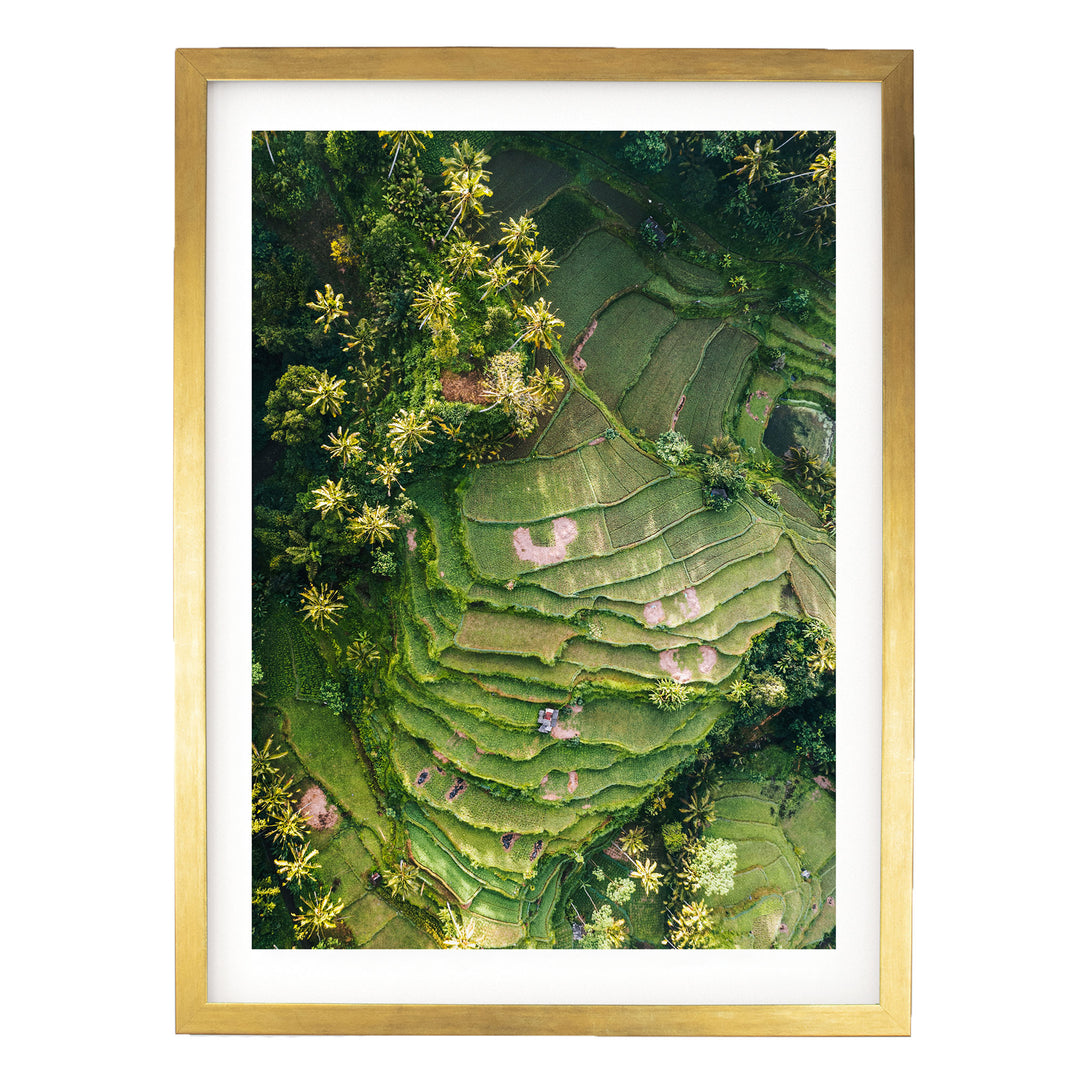 The image is an aerial view of a lush, green landscape with terraced fields and trees.
