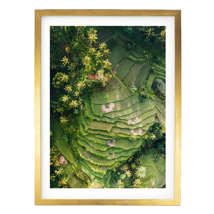 The image is an aerial view of a lush, green landscape with terraced fields and trees.
