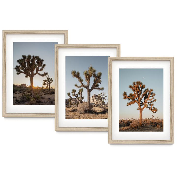 three framed photographs of joshua trees in the desert