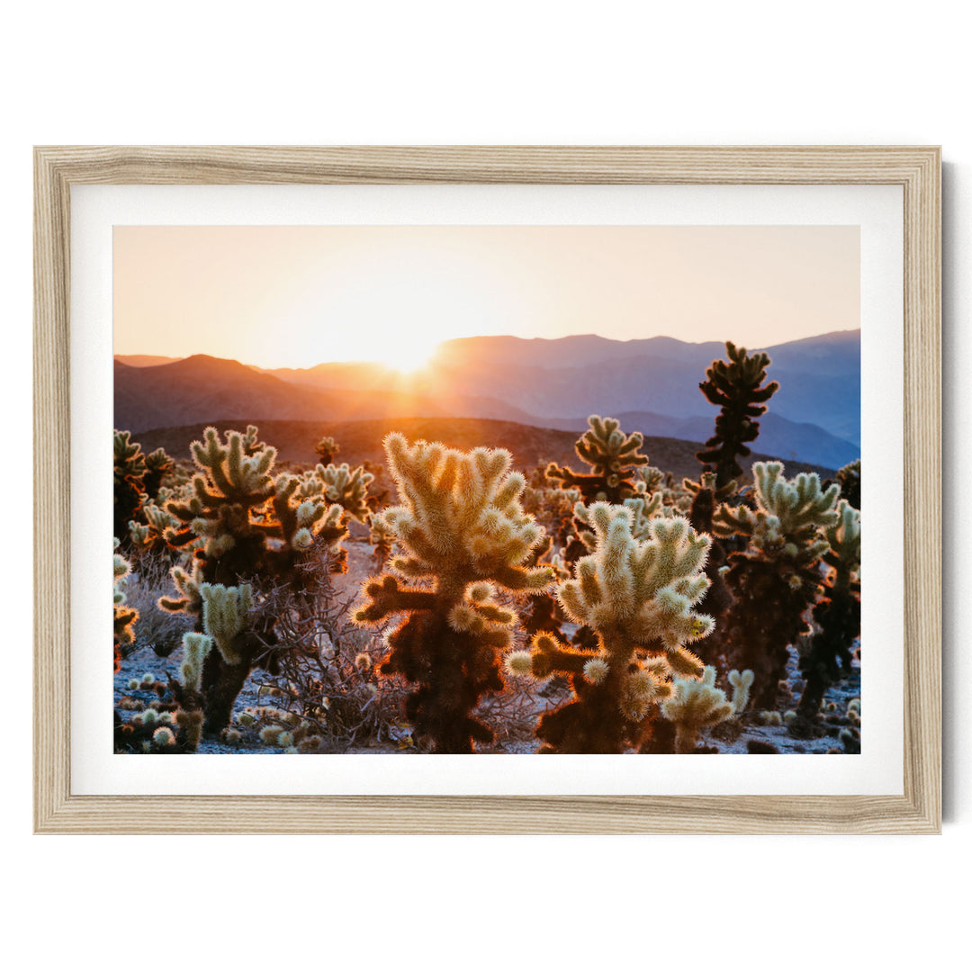 A framed photograph depicting a desert landscape with a cactus field at sunset, with mountains in the background.