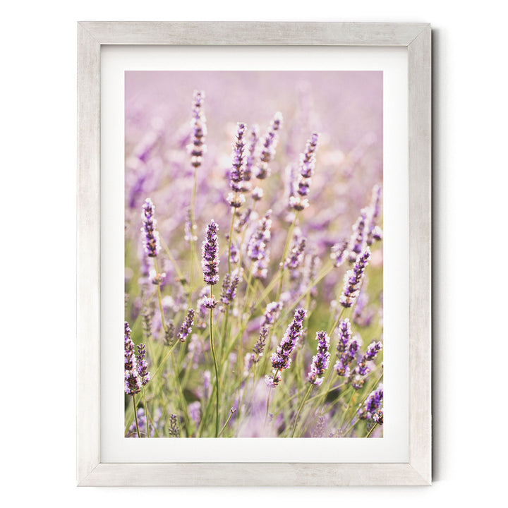 A framed photograph of a field of lavender flowers, with the lavender plants in full bloom and their purple and white flowers visible.