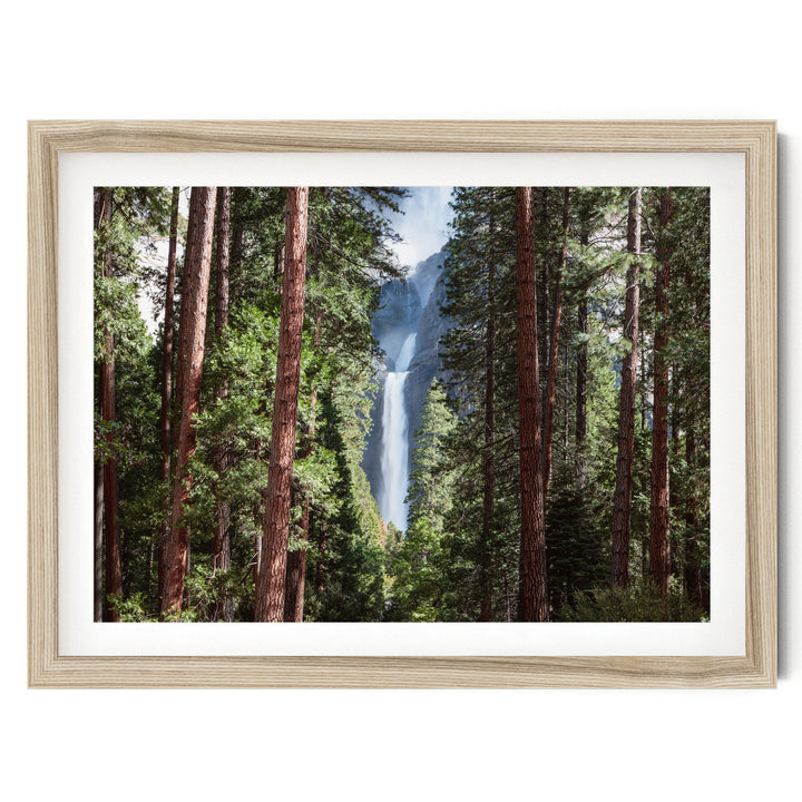 A framed photograph depicting a lush forest with tall trees and a waterfall in the background.