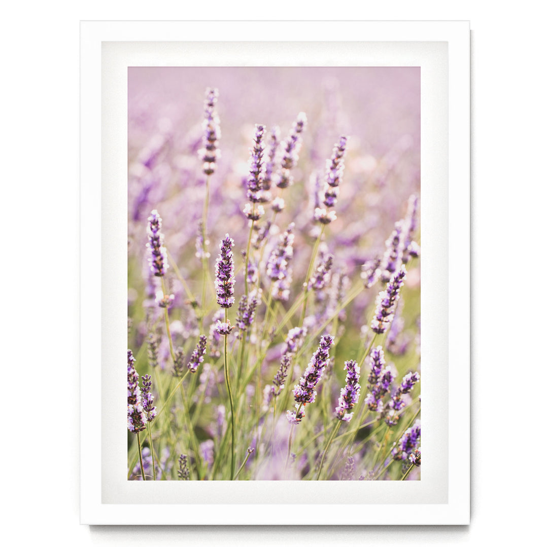 A field of lavender flowers in full bloom, with their delicate purple and white petals creating a beautiful and serene landscape.