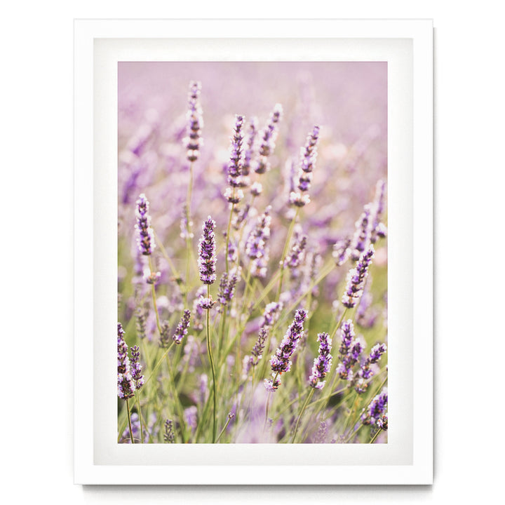 A field of lavender flowers in full bloom, with their delicate purple and white petals creating a beautiful and serene landscape.