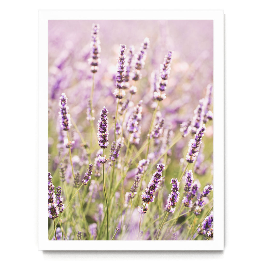 A field of lavender flowers in full bloom, with their delicate purple and white petals creating a beautiful and serene landscape.
