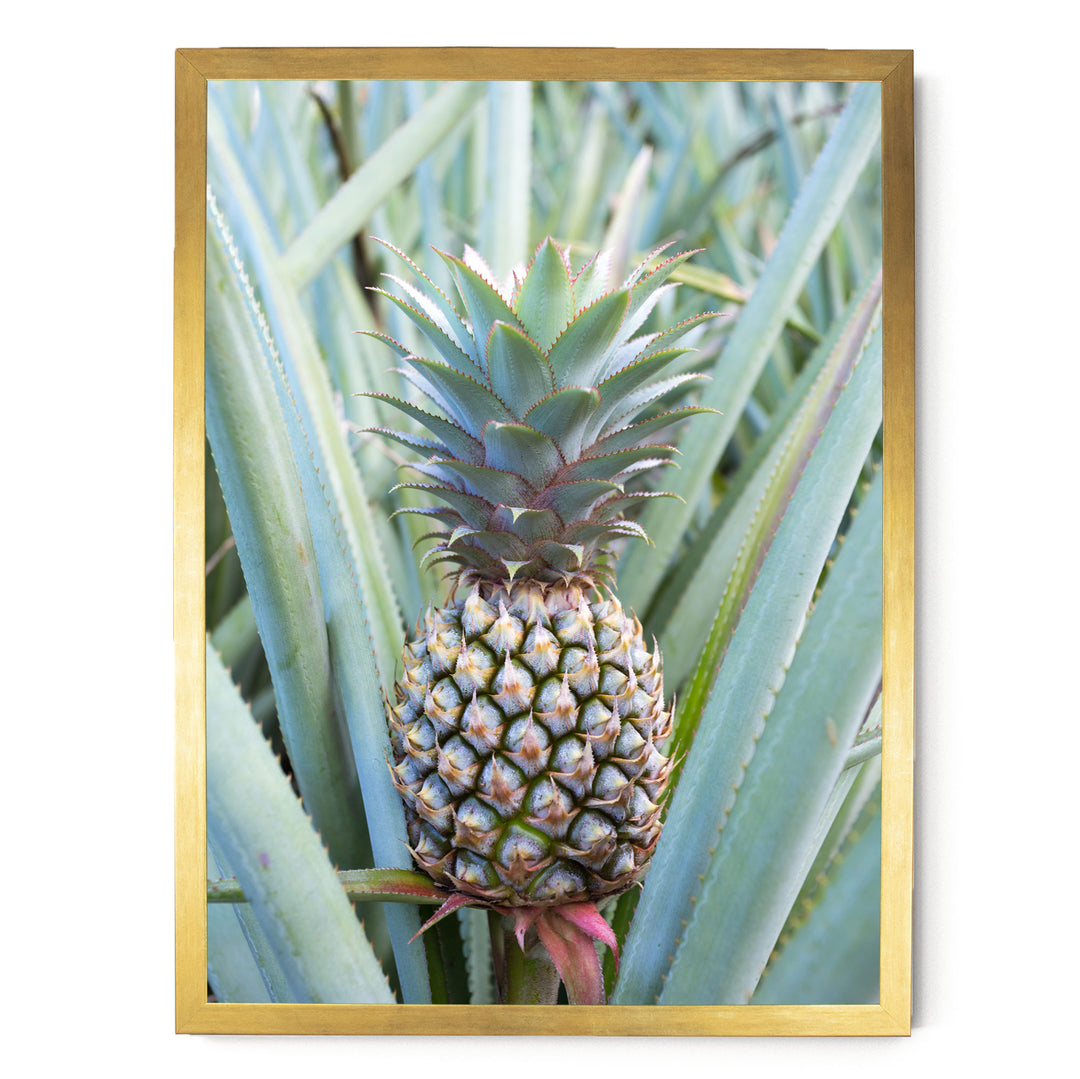 A pineapple plant with a large, vibrant green pineapple growing among the leaves.