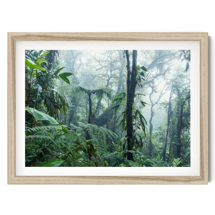 A lush, verdant forest with towering trees and dense foliage, creating a serene and tranquil natural scene.