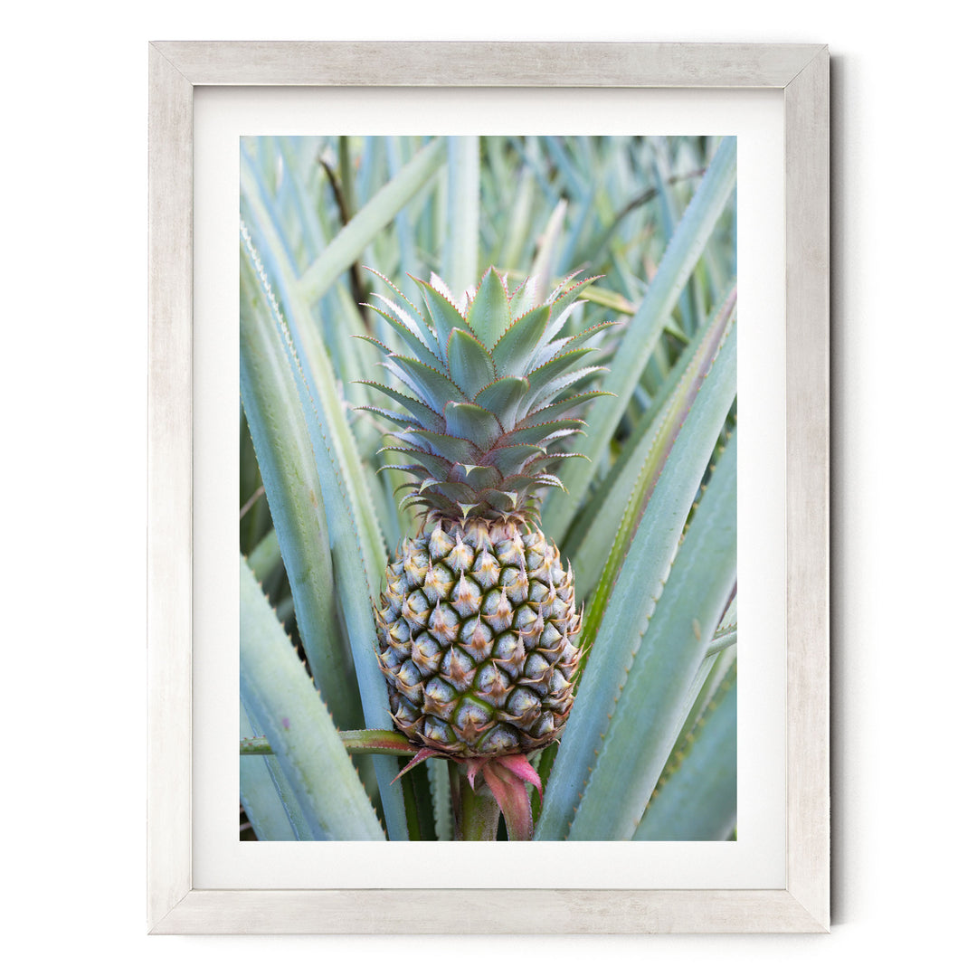 A pineapple plant with a large, spiky green top and small, round, brown fruit growing among the leaves.