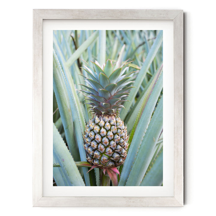 A pineapple plant with a large, spiky green top and small, round, brown fruit growing among the leaves.