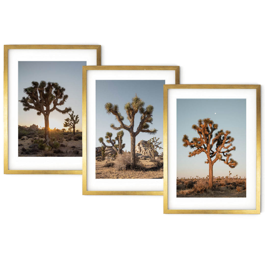 three framed photographs of a joshua tree in the desert