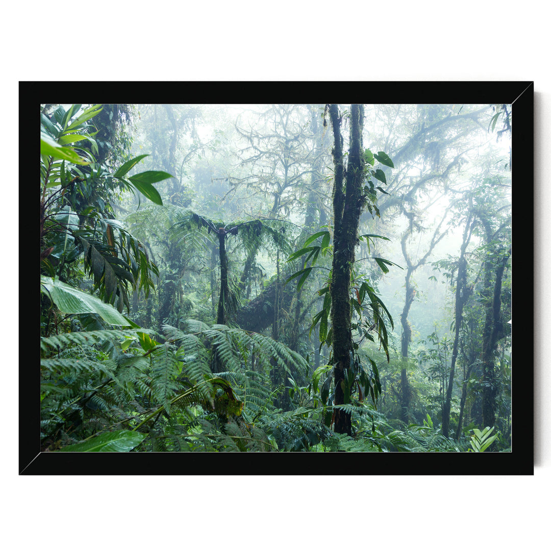 A lush, verdant forest with towering trees and dense foliage, creating a serene and tranquil natural scene.