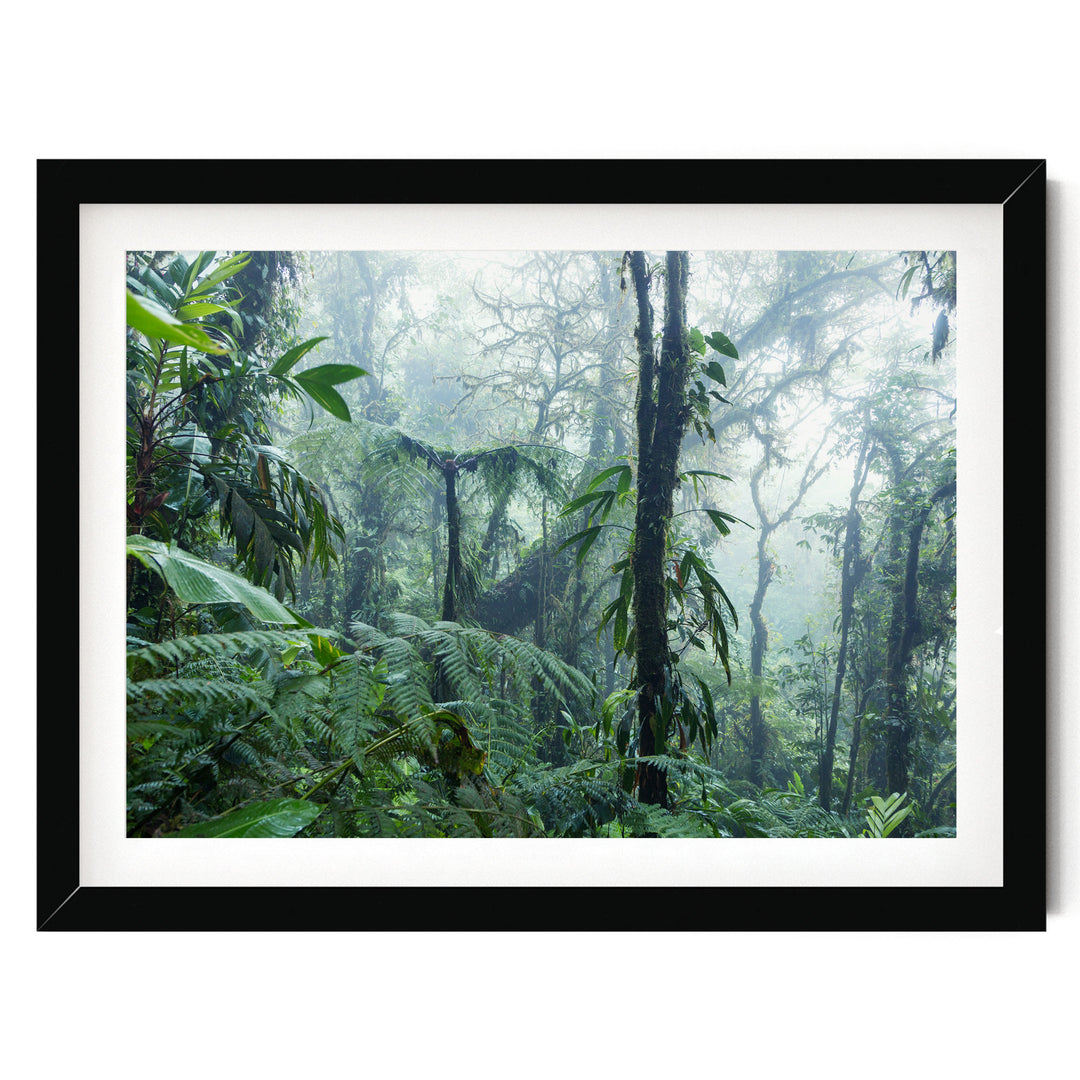 A lush, verdant forest with towering trees and dense foliage, creating a serene and tranquil natural scene.