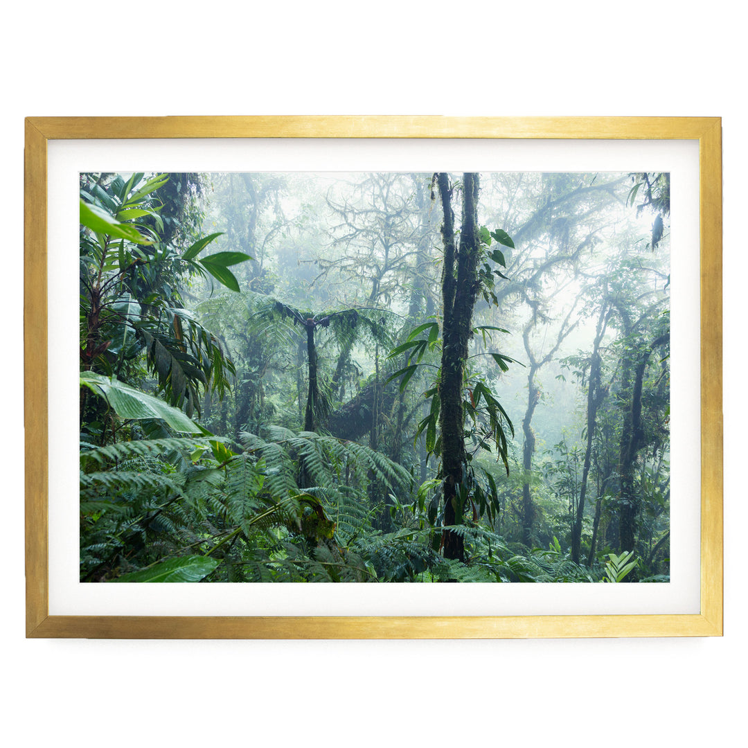 a dense, lush forest with towering trees and a thick canopy of green foliage.