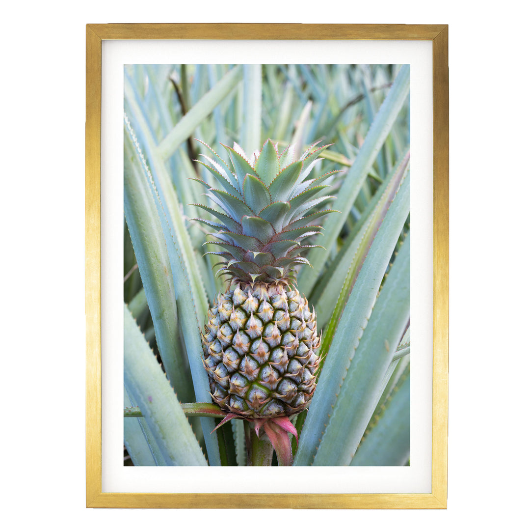 A pineapple plant with a large, vibrant green pineapple growing among the leaves.