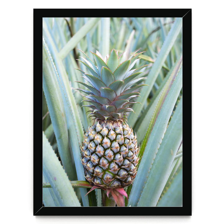 A pineapple plant with a large, vibrant green pineapple growing among the leaves.
