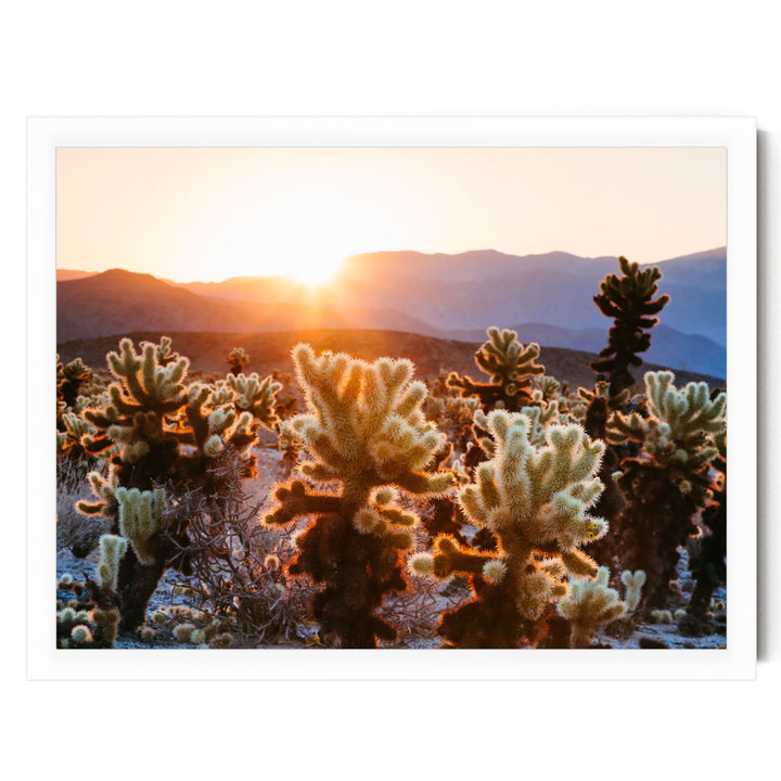 A desert landscape with a cactus field at sunset, with the sun setting behind the mountains in the background.