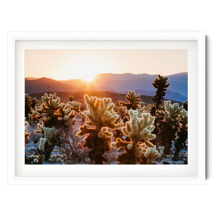 A desert landscape with a sunset in the background, featuring a variety of cacti and shrubs.