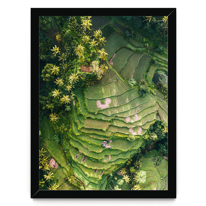 The image is an aerial view of a lush, green landscape with terraced fields and palm trees.