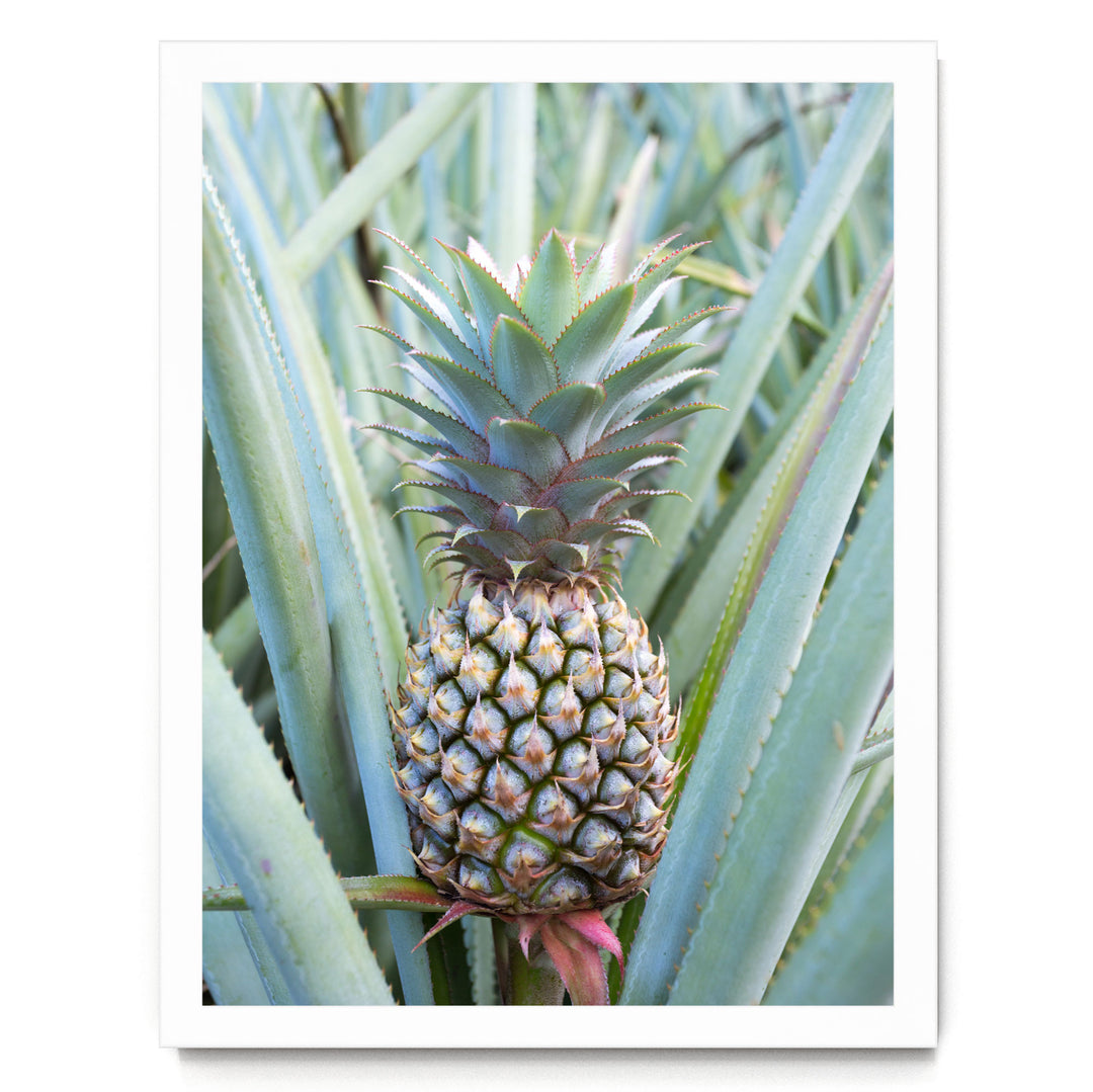 A pineapple plant with a large, spiky green top and a smaller, rounder green top is the main focus of the image.