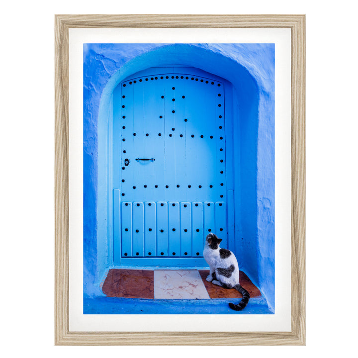 A black and white cat sits on a blue door with a decorative archway, gazing out into the distance.