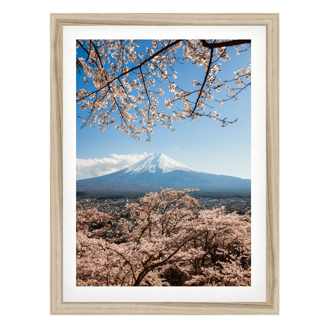 A framed photograph depicting a snow-capped mountain peak with cherry blossoms in full bloom, set against a clear blue sky.