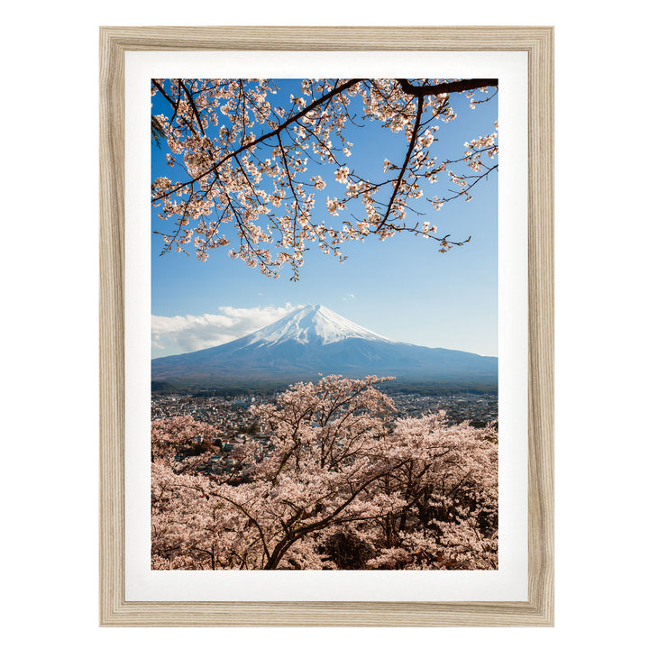 A framed photograph depicting a snow-capped mountain peak with cherry blossoms in full bloom, set against a clear blue sky.