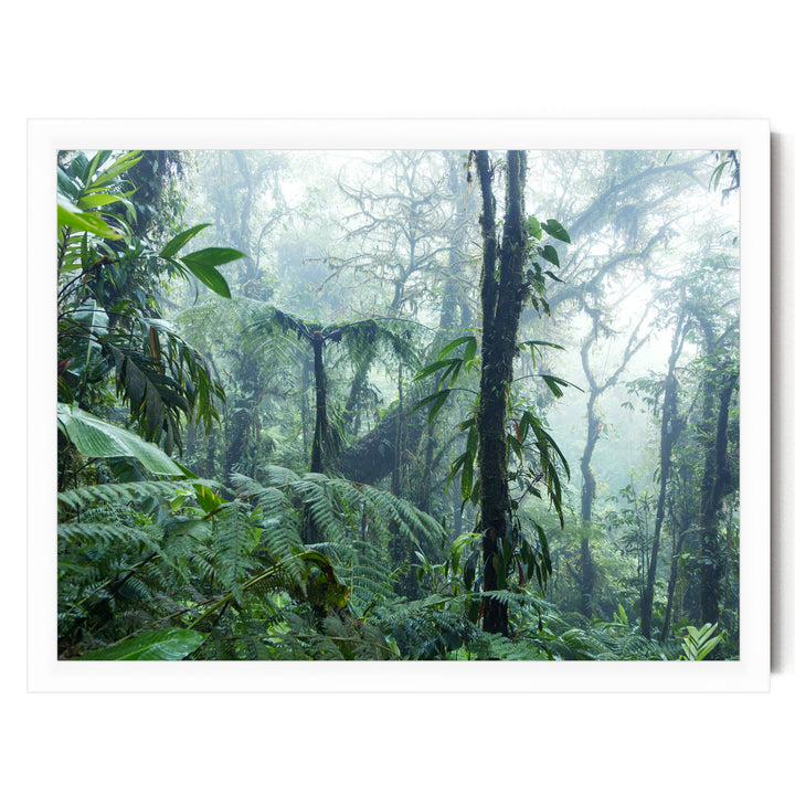 a dense, lush forest with a variety of green foliage, including ferns and other tropical plants, creating a serene and tranquil atmosphere.